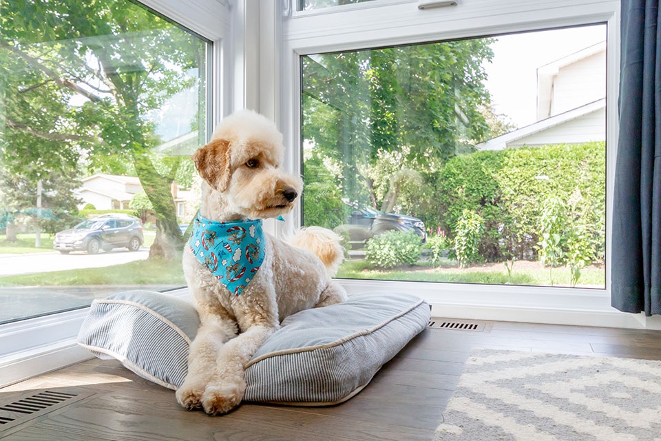 Photo inspiration: Gallery Detail: Sunrooms Pets Making Pet Friendly Choices